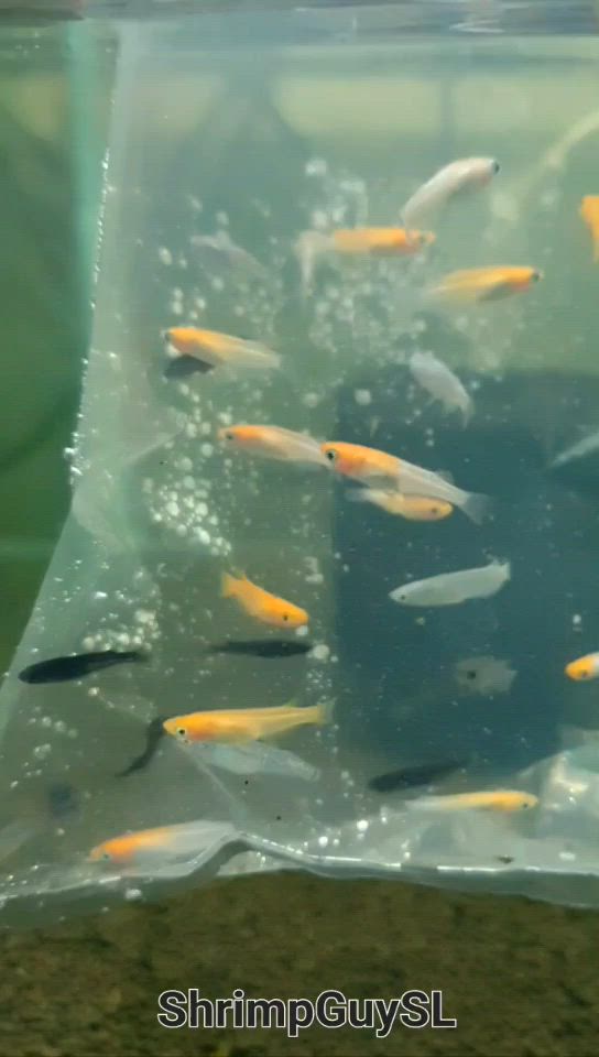 Medaka Ricefish Assorted (2cm) | Vice Aquatics